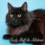 long haired black cat on a blue background